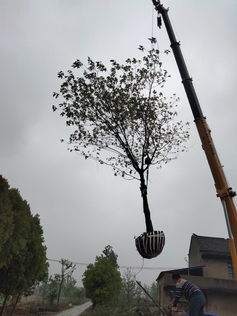 构树15-20公分，南京货源，质量保证，南京乡土树种