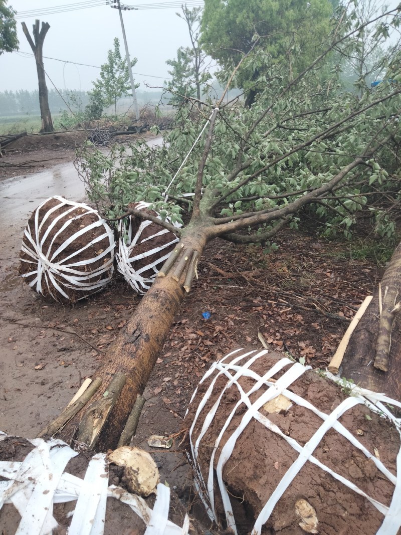 构树15-20公分，南京货源，质量保证，南京乡土树种