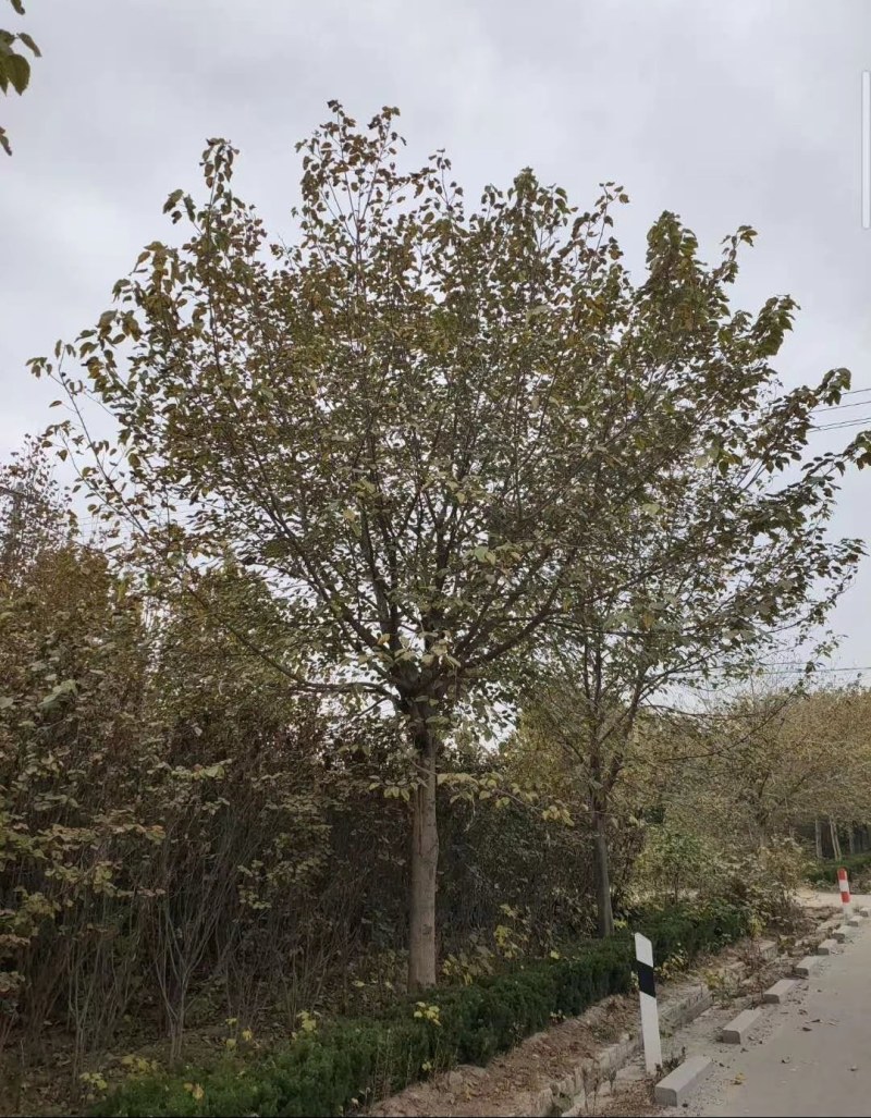 构树15-20公分，南京货源，质量保证，南京乡土树种