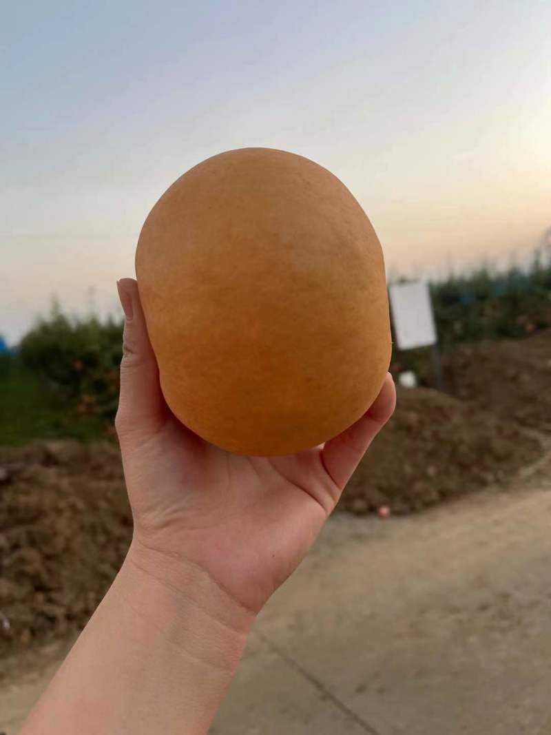 晚秋黄梨大量发货了