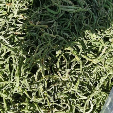 油豆，架豆豆角丝