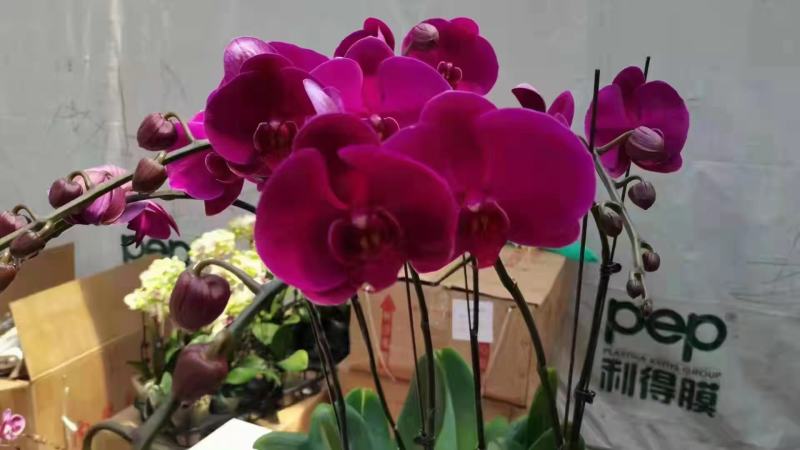 精选蝴蝶兰盆花家居办公室绿植A级大辣椒甜心公主