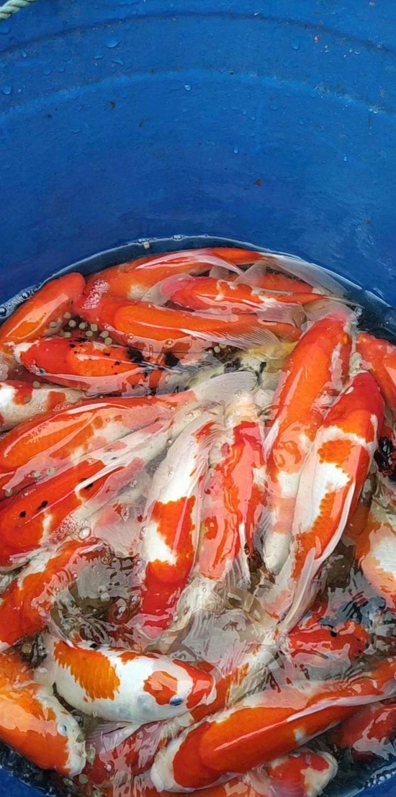 日本纯种锦鲤鱼苗活体观赏鱼放生鱼风水鱼鱼场直供全国包邮