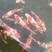 日本纯种锦鲤鱼苗活体观赏鱼放生鱼风水鱼鱼场直供全国包邮