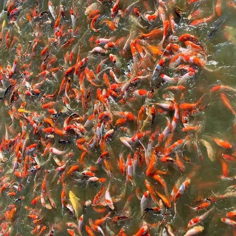 日本纯种锦鲤鱼苗活体观赏鱼放生鱼风水鱼鱼场直供全国包邮