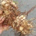 白芨鲜品大货