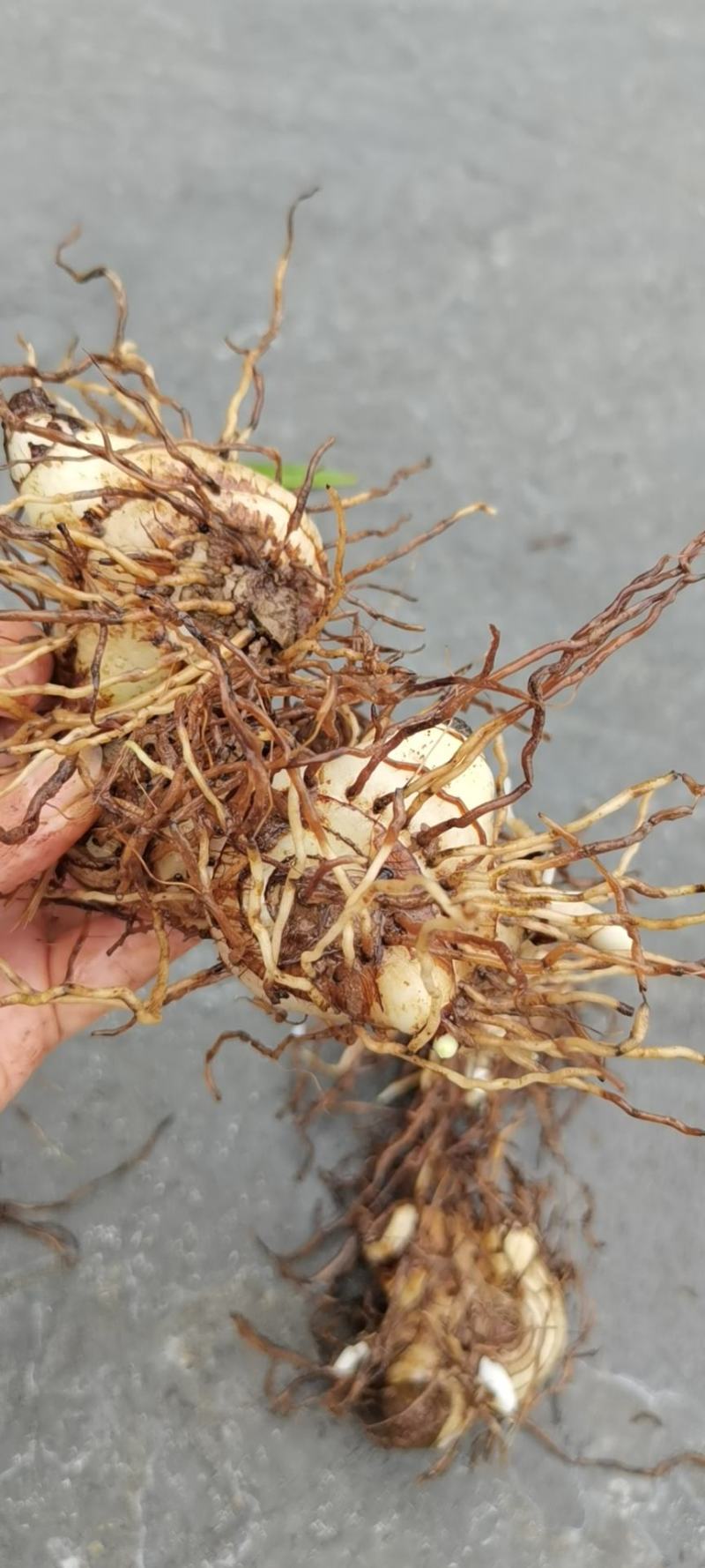 白芨鲜品大货