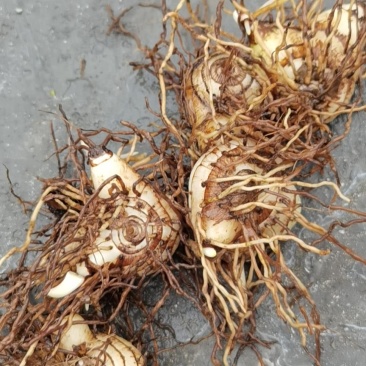 白芨鲜品大货