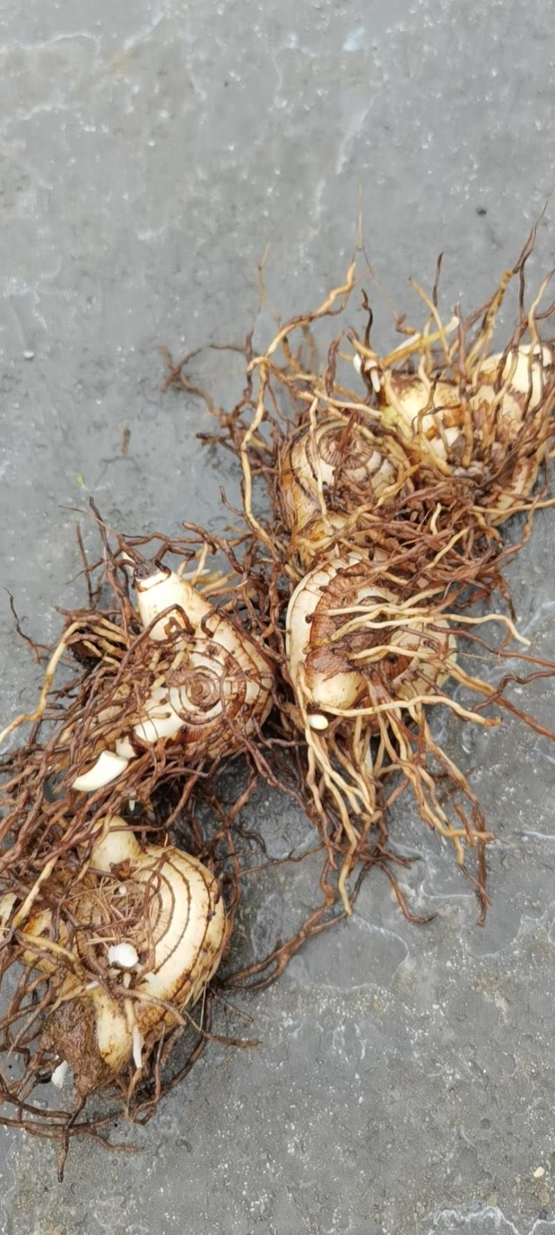 白芨鲜品大货