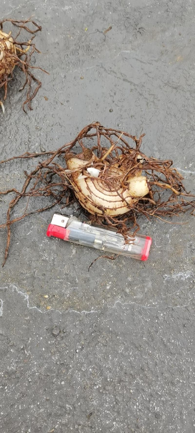 白芨鲜品大货
