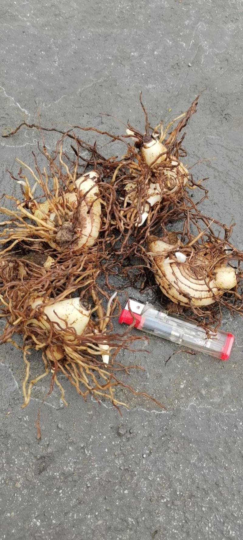 白芨鲜品大货