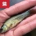 武昌鱼苗淡水鳊鱼苗活体三角鲂鱼团头鲂鱼三角边鱼沙边鱼养殖