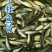 武昌鱼苗淡水鳊鱼苗活体三角鲂鱼团头鲂鱼三角边鱼沙边鱼养殖