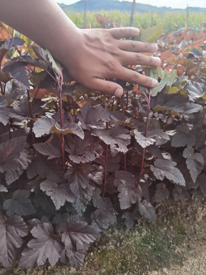 紫叶枫香果小苗工程苗产地供应大量优惠价格详谈