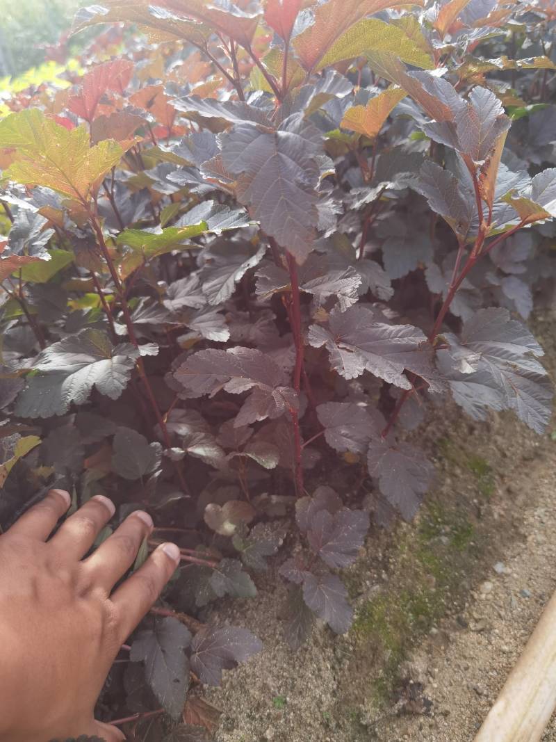 紫叶枫香果小苗工程苗产地供应大量优惠价格详谈