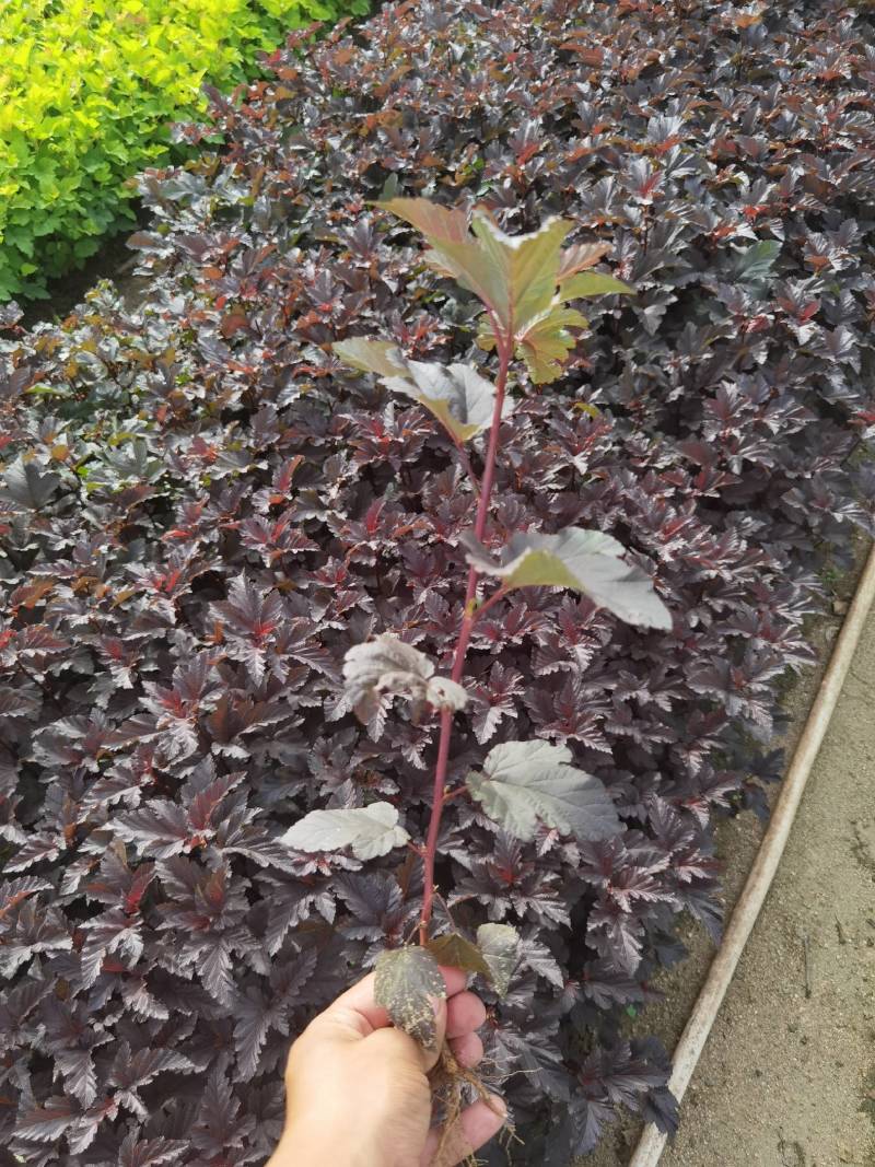 紫叶枫香果小苗工程苗产地供应大量优惠价格详谈