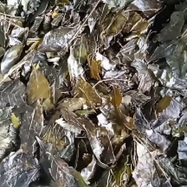 贵州高山苦丁茶