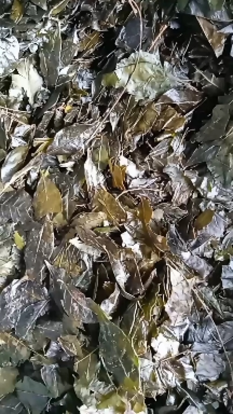 贵州高山苦丁茶