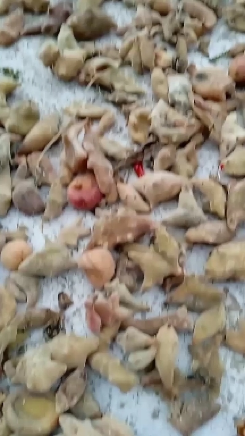 贵州高山苦丁茶