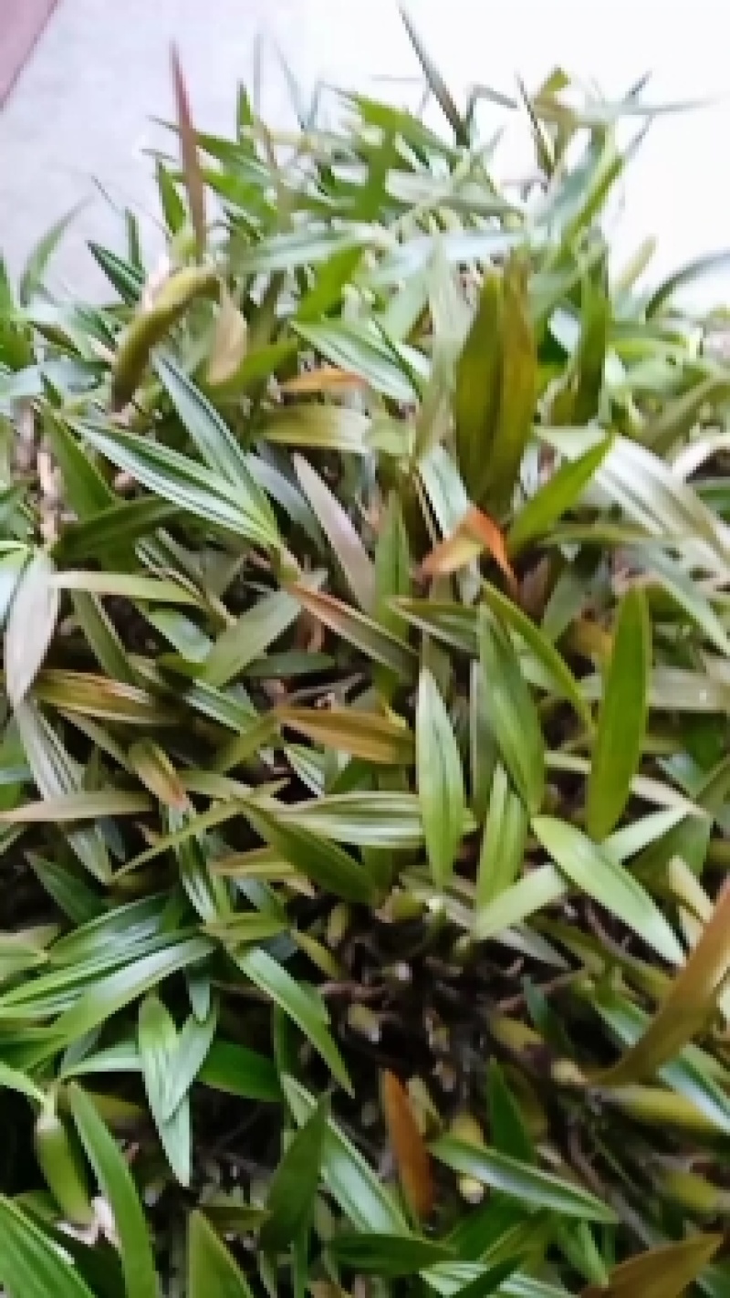 贵州高山苦丁茶