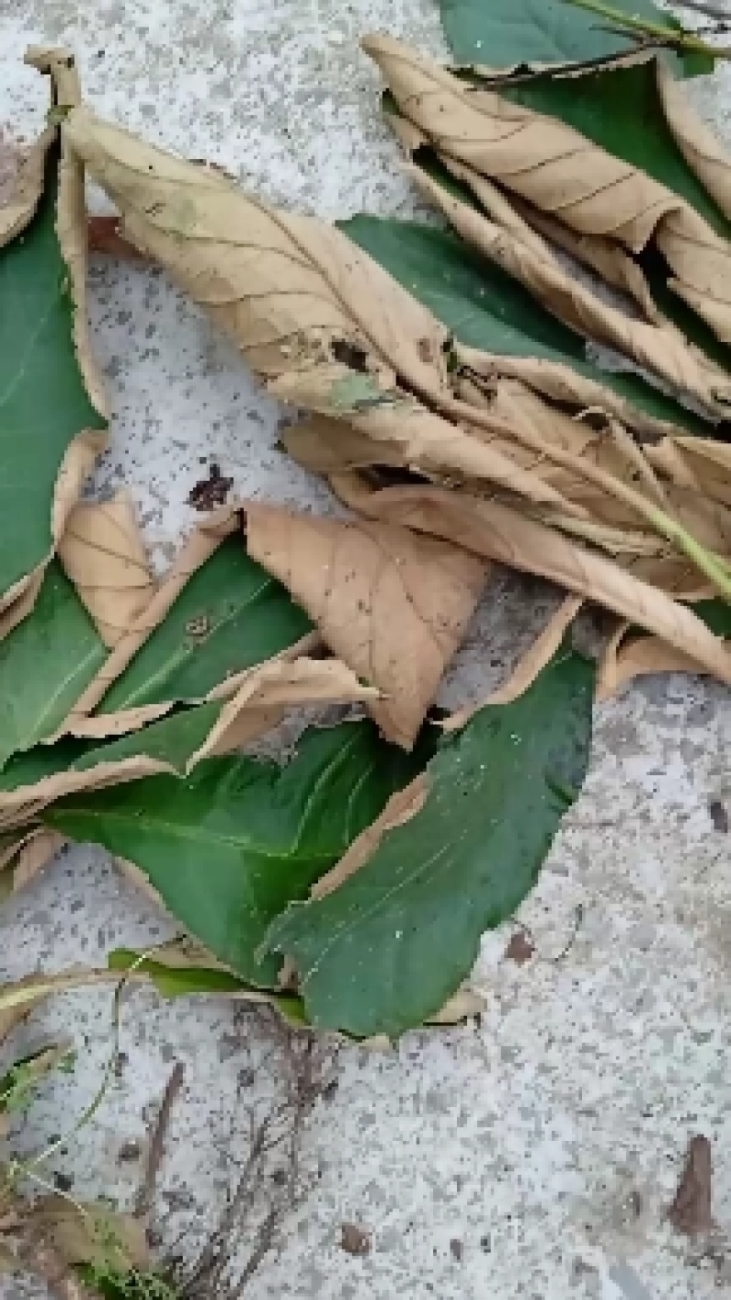 贵州高山苦丁茶
