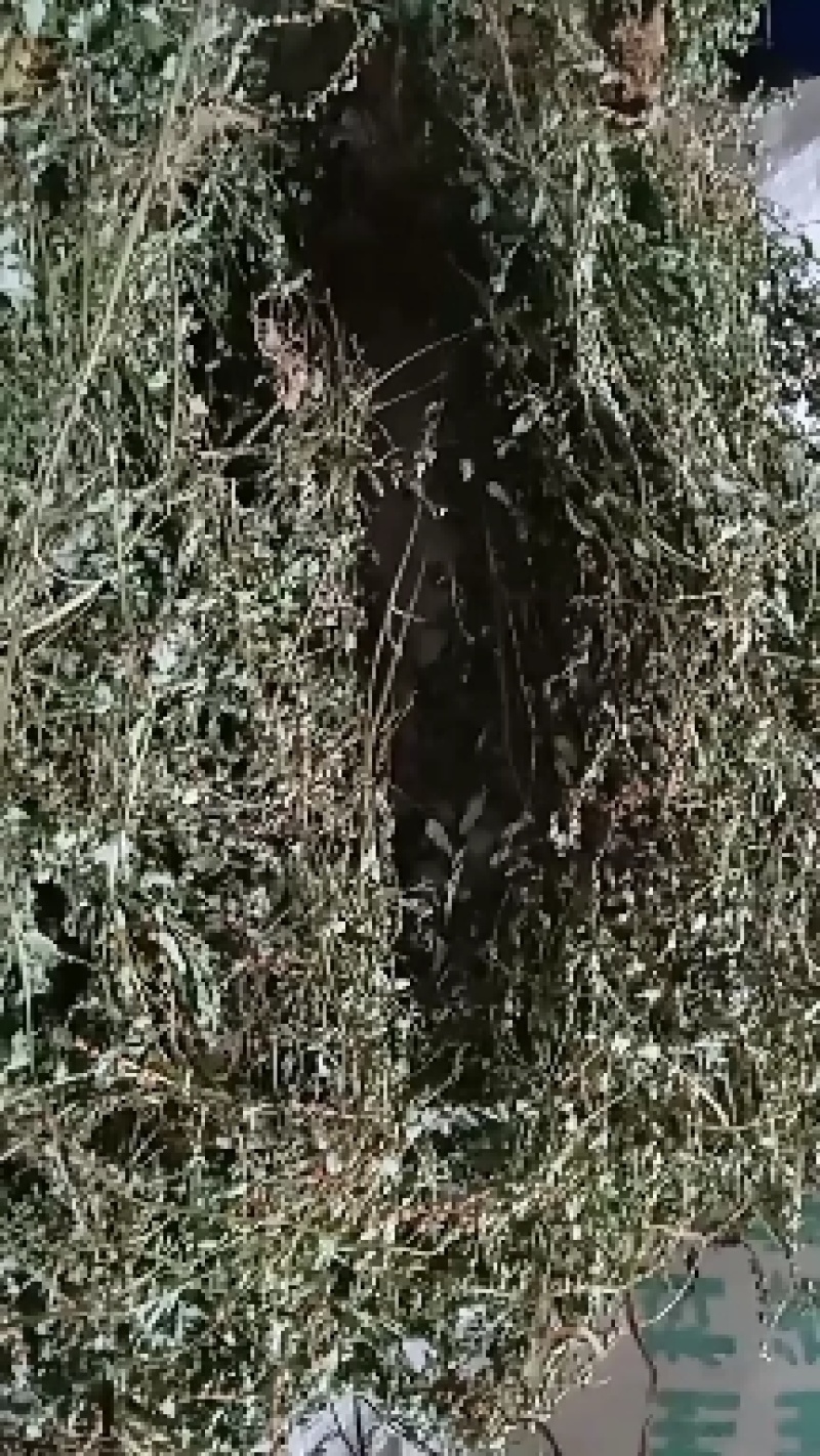 贵州高山苦丁茶