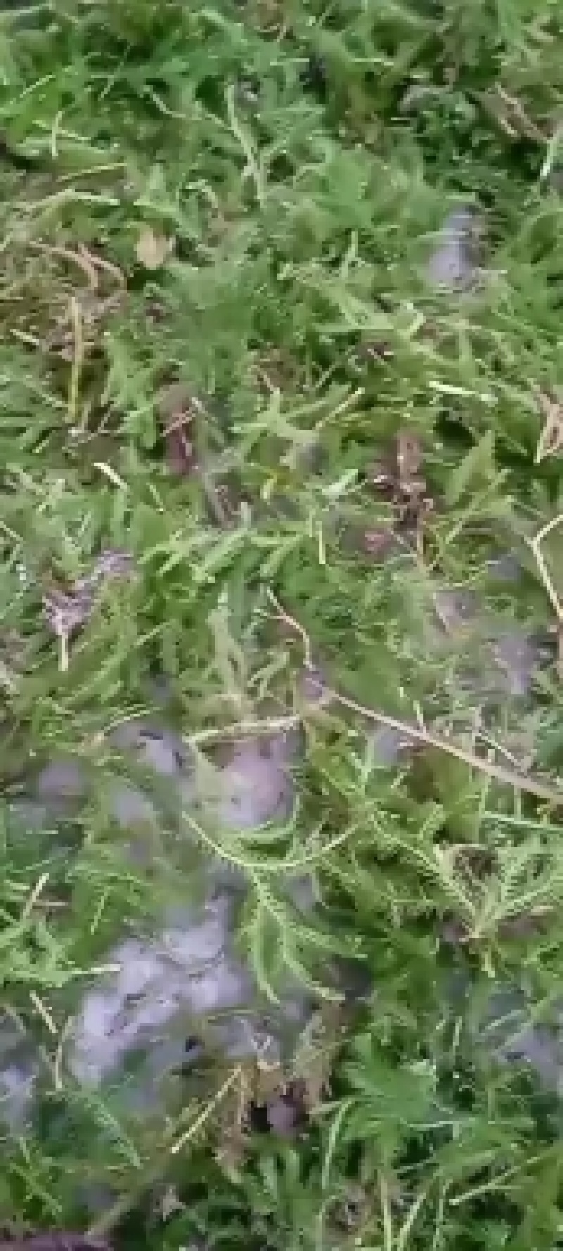贵州高山苦丁茶