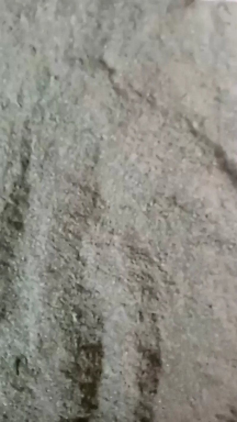 贵州高山苦丁茶