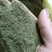 贵州高山苦丁茶