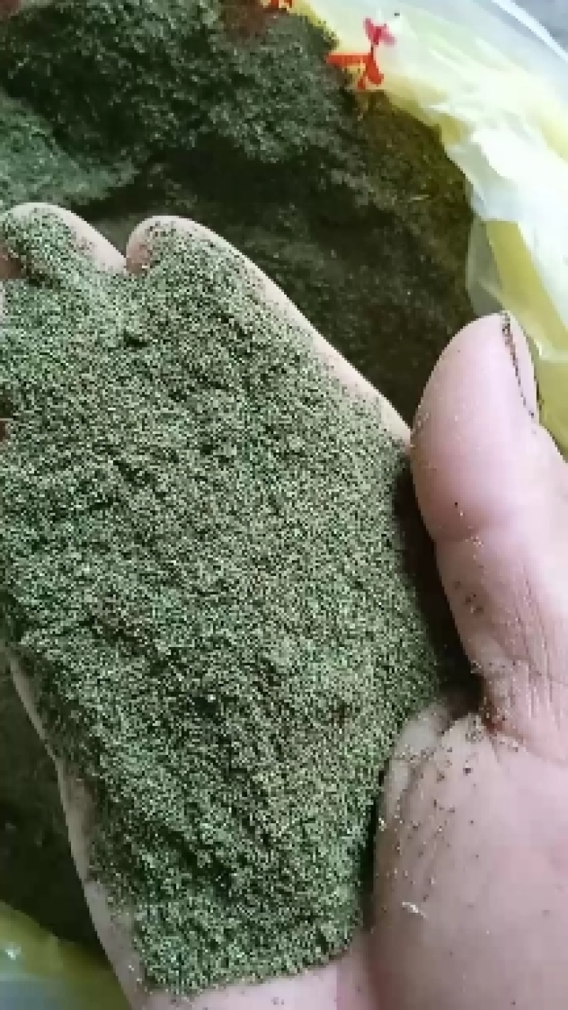 贵州高山苦丁茶