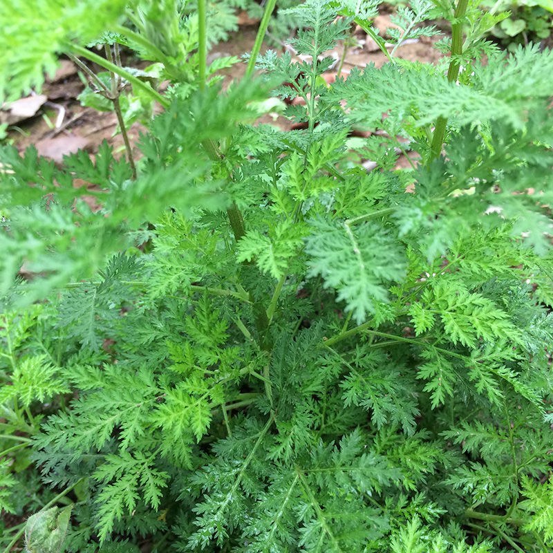 贵州高山苦丁茶