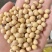 黄豆新美湾大颗粒精选品质净粮袋装打包上车