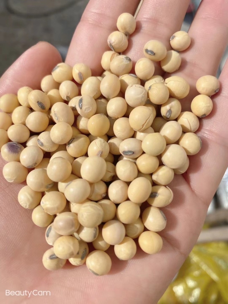 黄豆新美湾大颗粒精选品质净粮袋装打包上车