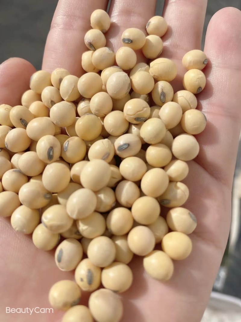 黄豆新美湾大颗粒精选品质净粮袋装打包上车