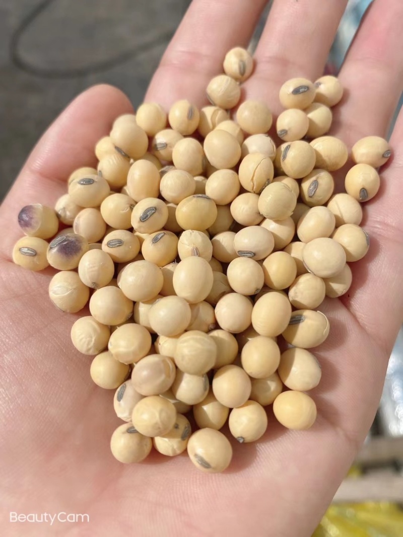 黄豆新美湾大颗粒精选品质净粮袋装打包上车