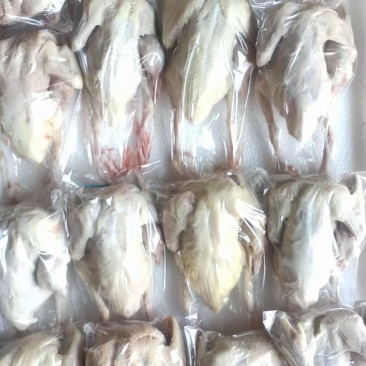 原粮乳鸽批发现杀保证新鲜，规格齐全，大量现货
