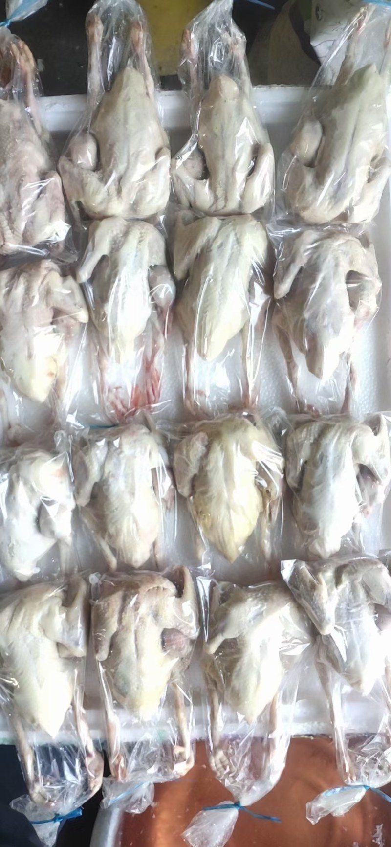 原粮乳鸽批发现杀保证新鲜，规格齐全，大量现货