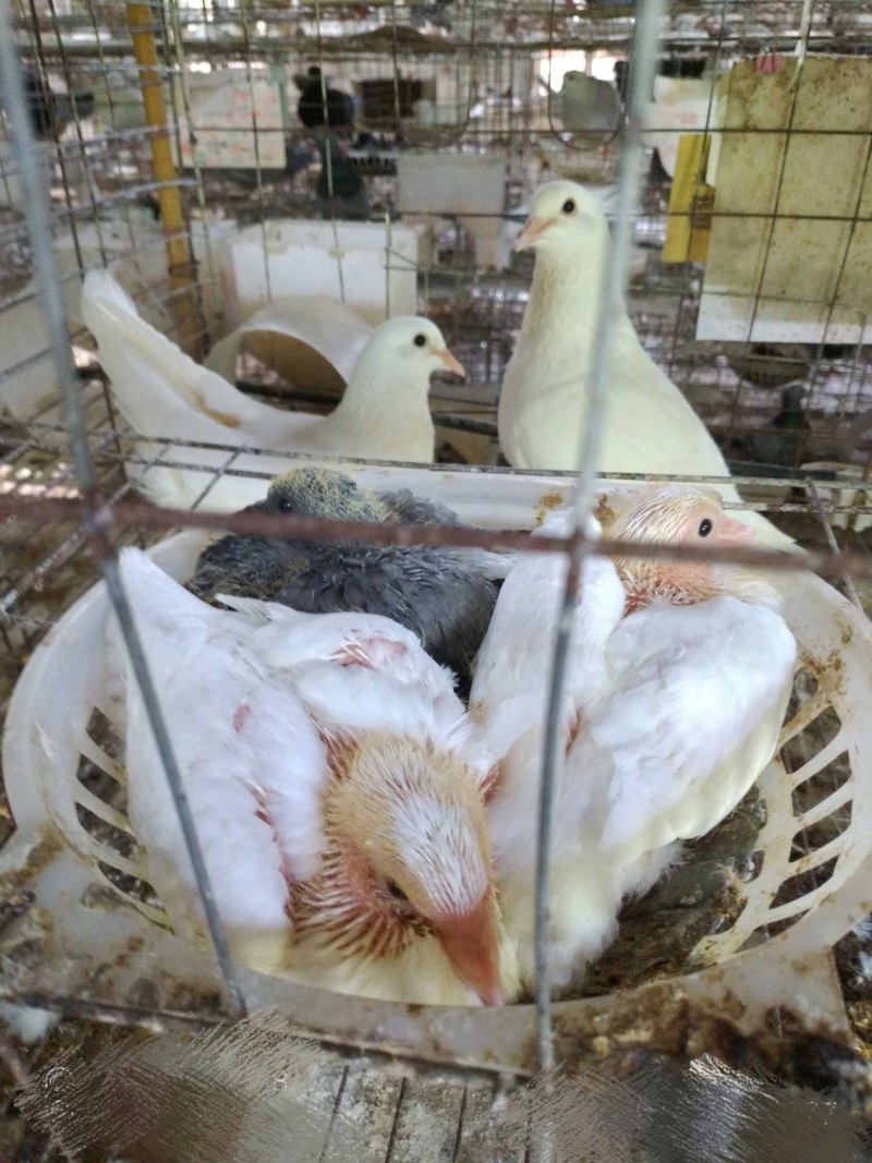 原粮乳鸽批发现杀保证新鲜，规格齐全，大量现货