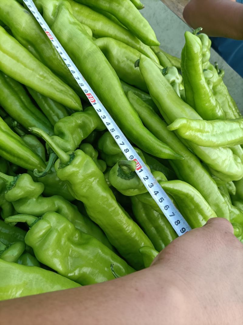 黄皮尖椒9月份大量上市欢迎新老客户前来选购随到随装车