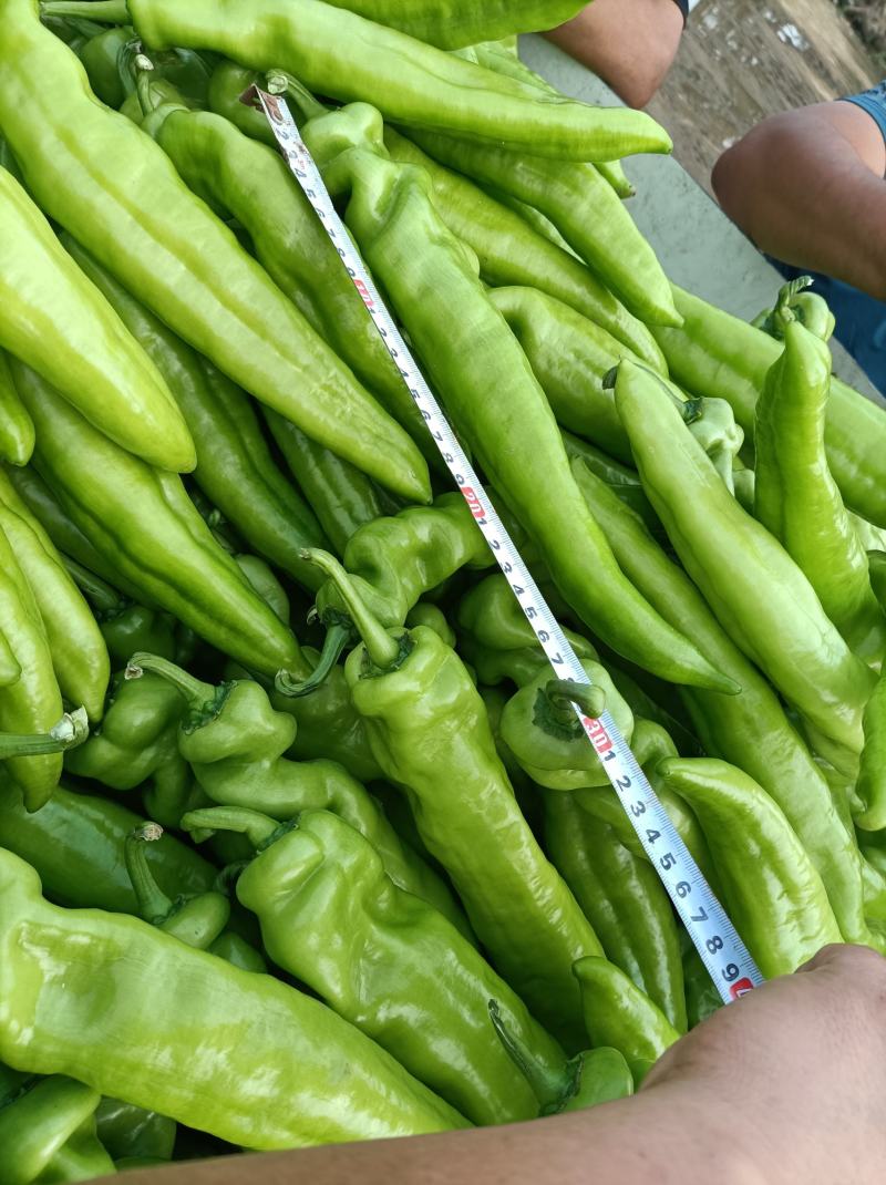 黄皮尖椒9月份大量上市欢迎新老客户前来选购随到随装车