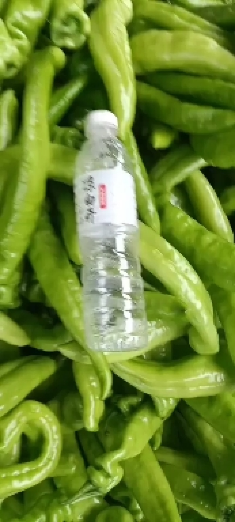黄皮尖椒9月份大量上市欢迎新老客户前来选购随到随装车