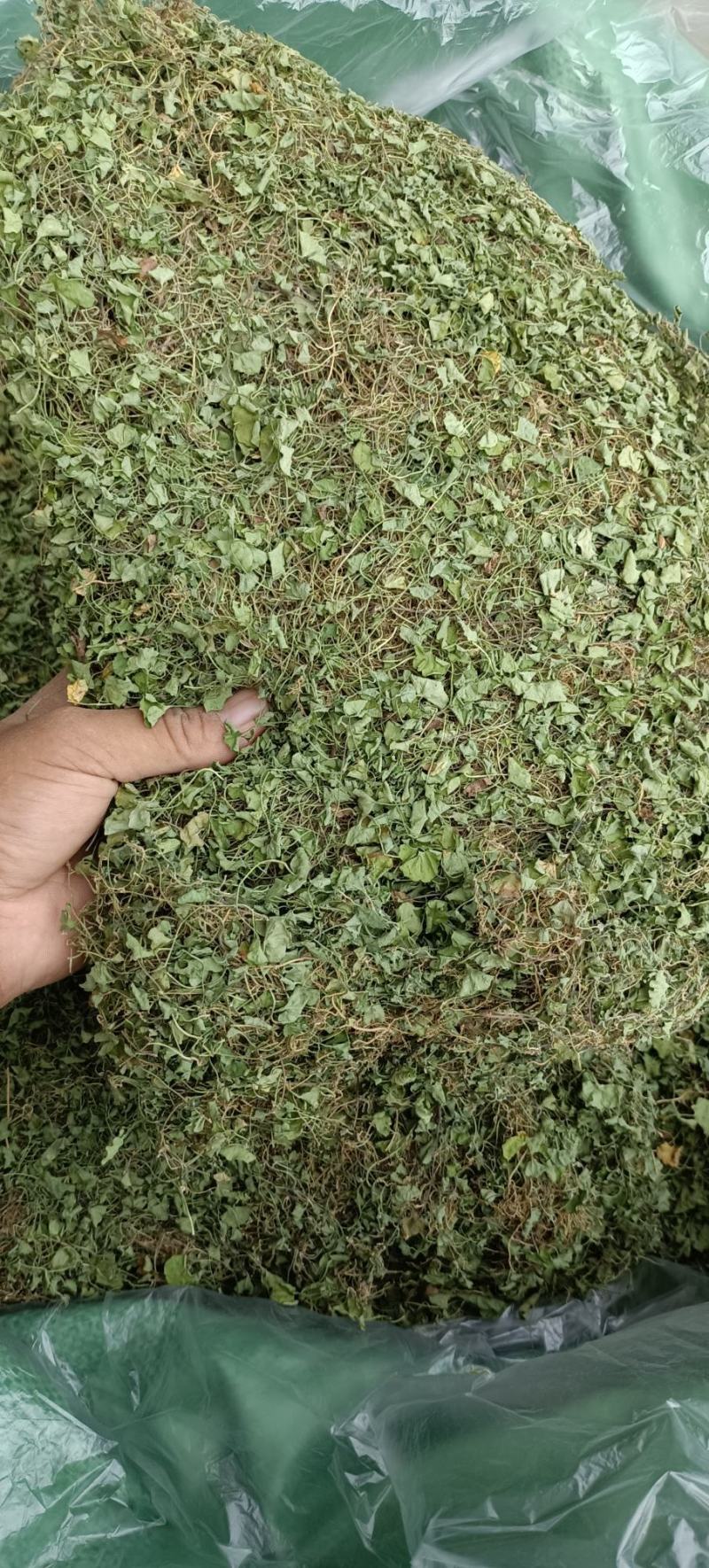 马蹄金，小叶金钱草，自然晒干一手货源产地发货