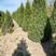 大量供应望都塔桧高度1.2米1.5米1.8/2米四季常绿