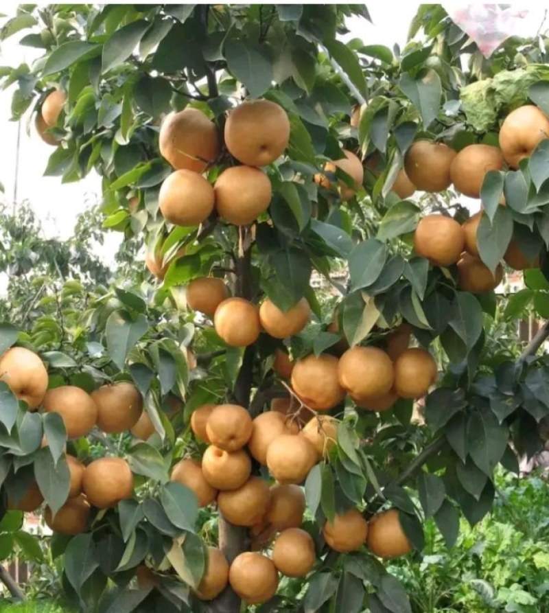 自产自销砀山秋月梨、质量好，价格便宜，都是百年老梨树