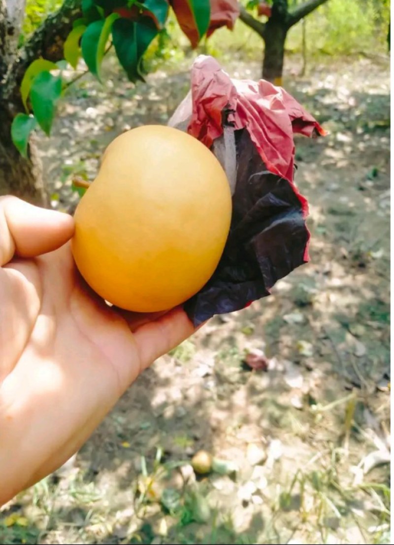 自产自销砀山秋月梨、质量好，价格便宜，都是百年老梨树
