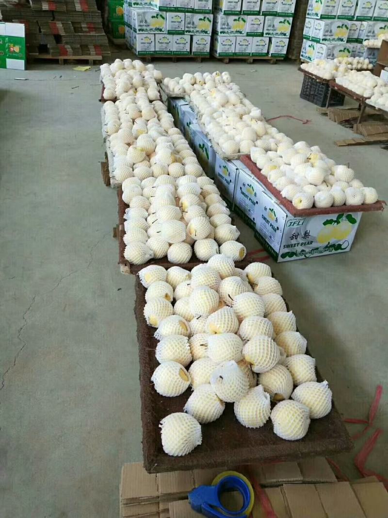 精品砀山梨批发，酥梨产地批发，酥梨基地价格，酥梨大量供