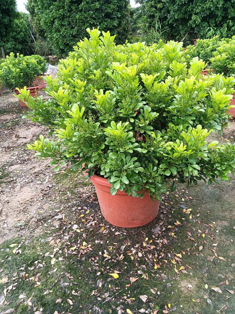 米兰花，米兰仔，基地直销，大量出售，价格实惠，