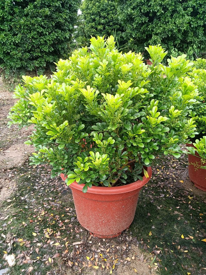 米兰花，米兰仔，基地直销，大量出售，价格实惠，