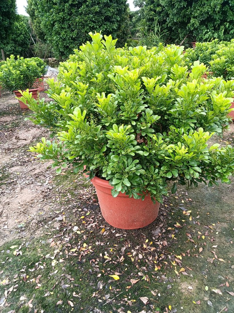 米兰花，米兰仔，基地直销，大量出售，价格实惠，