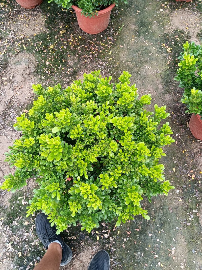 米兰花，米兰仔，基地直销，大量出售，价格实惠，
